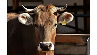 Cattle stock image Cattle stock image