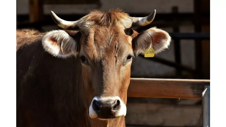 Cattle stock image