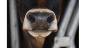 Cow stock image