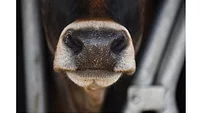 Cow stock image