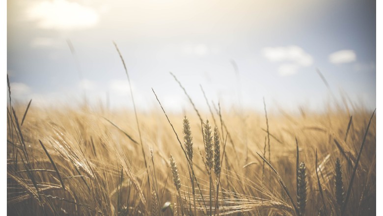 Wheat, crops, barley stock image