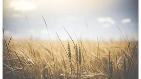 Wheat, crops, barley stock image