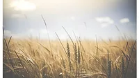 Wheat, crops, barley stock image