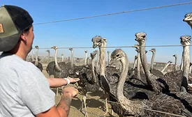 ostriches