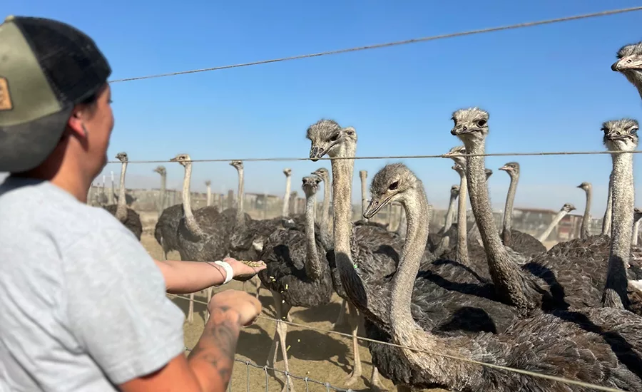 ostriches