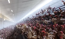 chickens