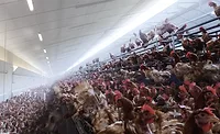 chickens