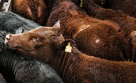 Brown and black calves