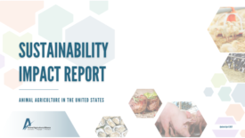 Sustainability Impact Report image