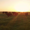 cattle roaming open field