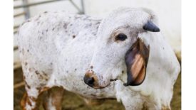 The first CD46 gene-edited calf, Ginger, at 18 months of age