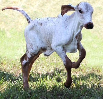 One-week-old calf born with resistance to the bovine viral diarrhea virus