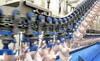 poultry processing poultry processing