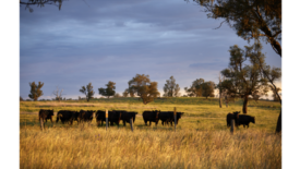 Aussie cattle