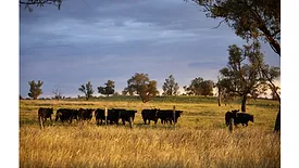 Aussie cattle