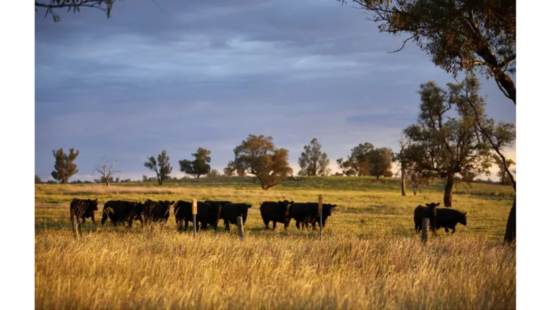 Aussie cattle