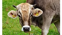 Cattle stock image