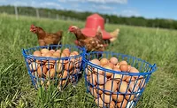 Pastured Free Range Eggs Pastured Free Range Eggs