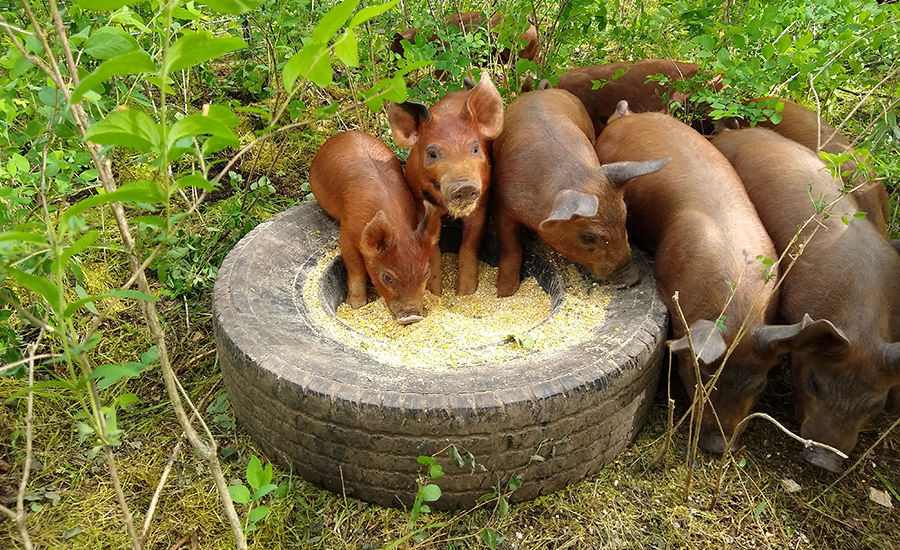 Duroc hogs enjoying their best life