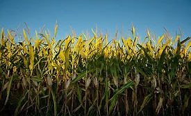 crop field