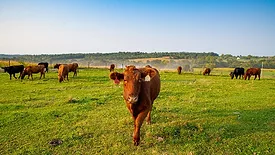 cargill regenerative agriculture.jpg