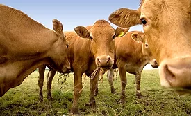 Group of curious cows munching on hay.
