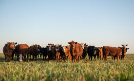 Group of young steers in the meadow