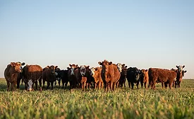 Group of young steers in the meadow