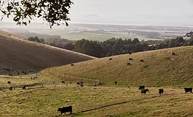 beef and lamb