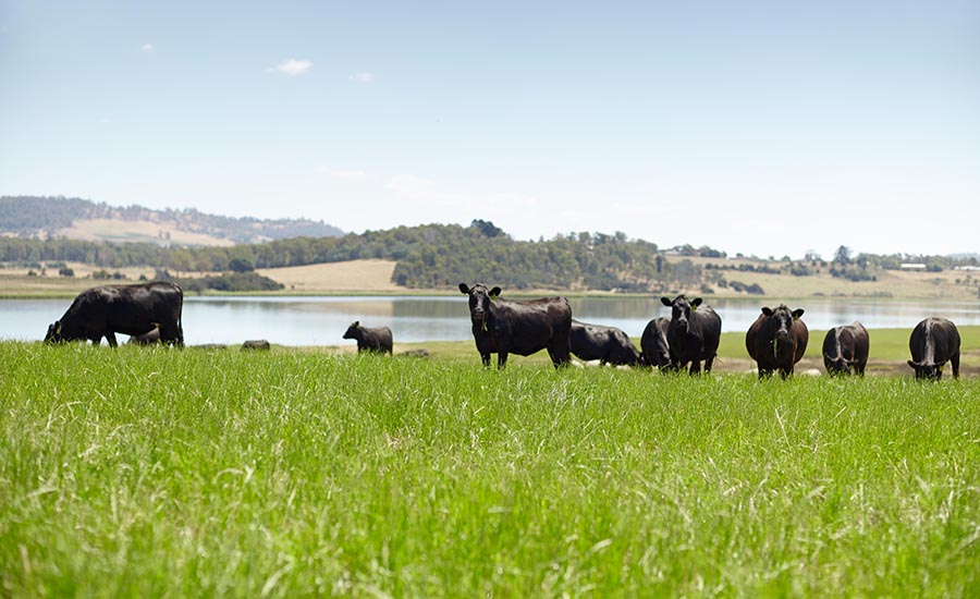 cattle