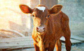 A young brown calf at an agricultural farm