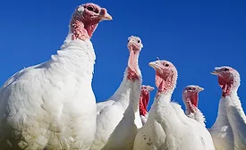 turkeys