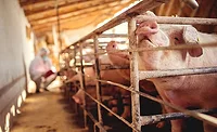Veterinarian examining pigs at pig farm. Veterinarian examining pigs at pig farm.
