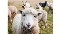 Ireland sheep lambs
