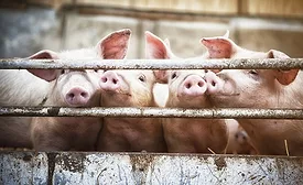 Happy pigs living on organic ecological farm in Denmark.