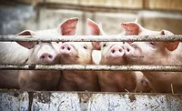 Happy pigs living on organic ecological farm in Denmark.
