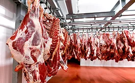 Close up of a half cow chunks fresh hung and arranged in a row in a large fridge in the fridge meat industry. Horizontal view.