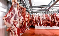 Close up of a half cow chunks fresh hung and arranged in a row in a large fridge in the fridge meat industry. Horizontal view. Close up of a half cow chunks fresh hung and arranged in a row in a large fridge in the fridge meat industry. Horizontal view.