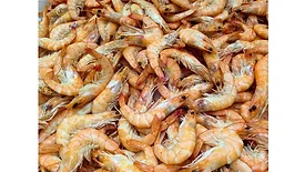 Shrimp