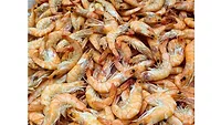 Shrimp