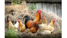 Chickens