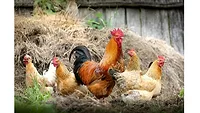 Chickens