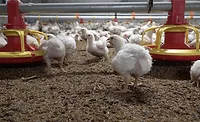baby chickens baby chickens