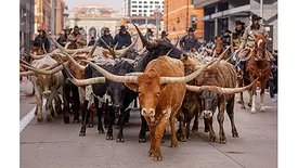 National Western Stock Show Parade