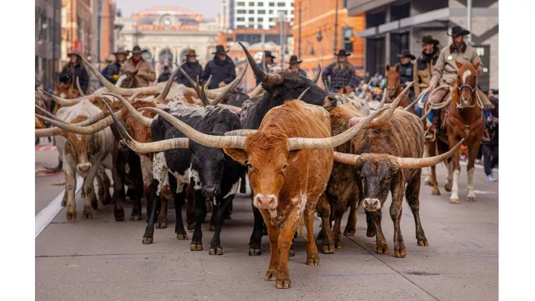 National Western Stock Show Parade
