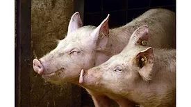 Two pigs
