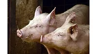 Two pigs