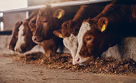Close up of calves on animal farm eating food. Meat industry concept.