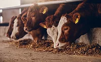 Close up of calves on animal farm eating food. Meat industry concept. Close up of calves on animal farm eating food. Meat industry concept.