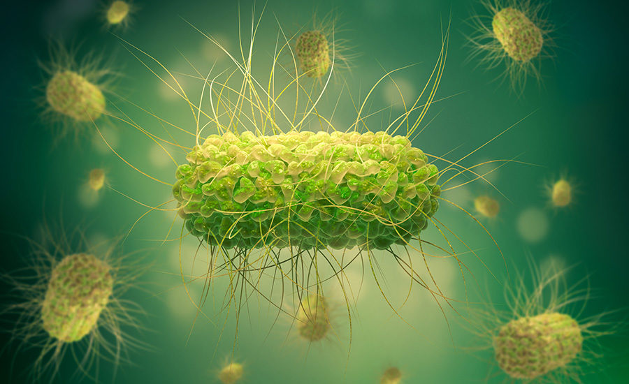 Salmonella is a bacterium that causes food poisoning in humans. 3D illustration